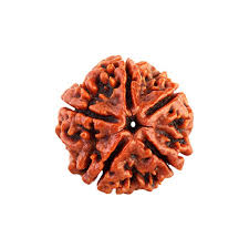 how to identify 5 mukhi rudraksha