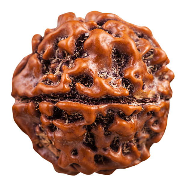 Ten mukhi rudraksha benefits