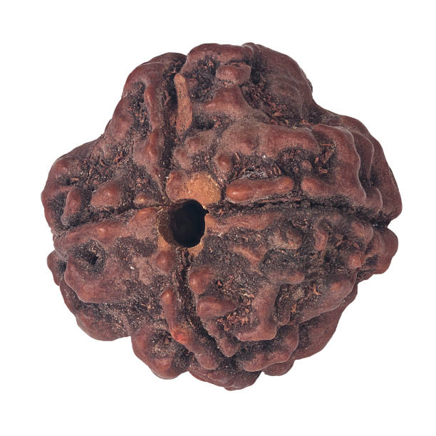 Ek Mukhi Rudraksha Sahakara Nagar